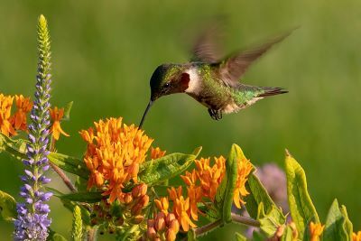 On sale Hummingbird